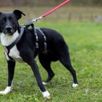 Elegante Dame Liva, Hündin zur Adoption