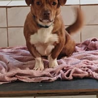 Tap, ein Charakterhund, Hund zur Adoption