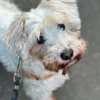 Richy, Zwergschnauzer (geb. 02/2015), Hund zur Adoption