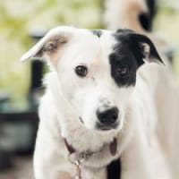 Leon - der Herzensbrecher, Hund zur Adoption