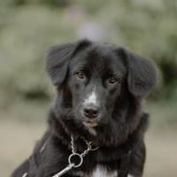 Fusel - der Charmeur, Hund zur Adoption