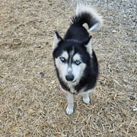 Vicky  sanft, verschmust, Tierschutz, Hündin zur Adoption