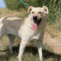 Alba, freundliche Hündin sucht Familie, Hündin zur Adoption