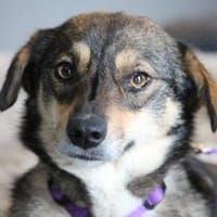 Tania unsere kleine sensible..., Hündin zur Adoption