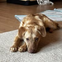 Belle, Hündin zur Adoption