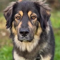 Aramis 💗 wartet in 50169 Kerpen, Hund zur Adoption