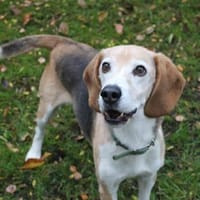 Otto ein Sonnenschein auf 4 Pfoten, Hund zur Adoption