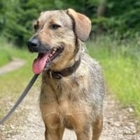 Lindi ist eine sanfte, tolle Hündin!, Hündin zur Adoption