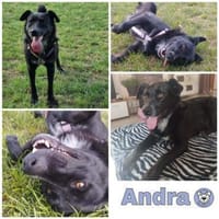 ANDRA * sucht enge Bezugsperson, Hündin zur Adoption