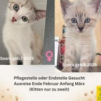 Pflegestelle oder Endstelle gesucht, Kater zur Adoption