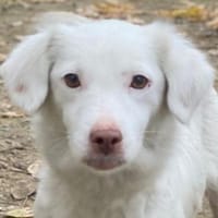 Holiday, geb. ca. 07/2024, 24114 Kiel, Hündin zur Adoption