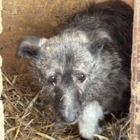 Missy 42 cm (Pfegestelle), Hündin zur Adoption