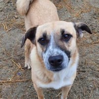 Chanel 50 cm (Pflegestelle), Hündin zur Adoption