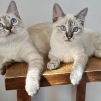 Mira & Marlene - einfach nur süüüß!, Katze zur Adoption
