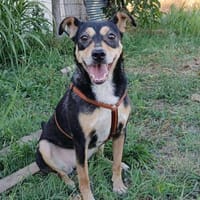 LADY wartet in 50170 Kerpen, Hündin zur Adoption