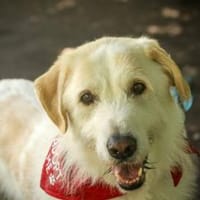 Albano - wartet in 33154 Salzkotten, Hund zur Adoption