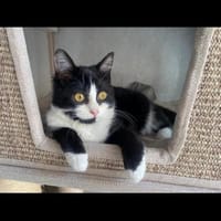 🐾Kater Nino sucht ein Zuhause💛, Kater zur Adoption