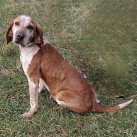 Milla, Hündin zur Adoption