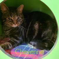 CHEYENNE, chat à adopter