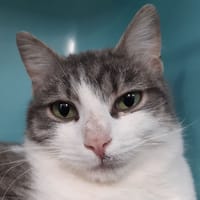 Vega, chatte à adopter