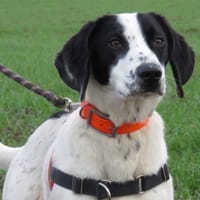 MOZART, chien à adopter