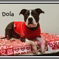 DOLA, chienne à adopter