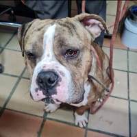 BOUBOU, chien à adopter