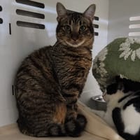 LUPO, chat à adopter