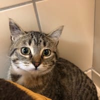 MISSTY, chatte à adopter