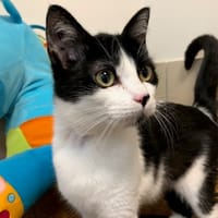 FRIPOUILLE réservéé, chatte à adopter