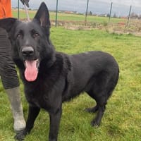 Sam, chien à adopter