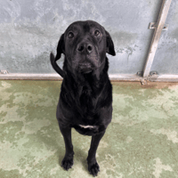 BOULOUTE, chien à adopter