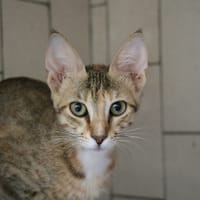 CHAINEZ HAB17496, chatte à adopter