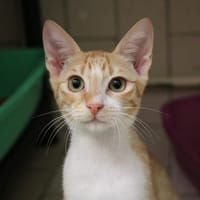 SHOPIE HAB17502, chatte à adopter
