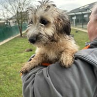 ZAZIE, chienne à adopter