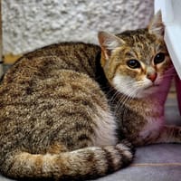 Tutti, chatte à adopter