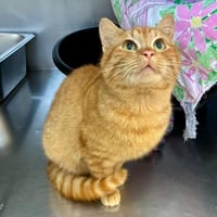 LUCK, chat à adopter