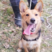 FOXY, chienne à adopter