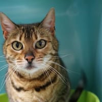 PLUME HAB17506, chatte à adopter