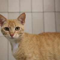 BELLA HAB17495, chatte à adopter
