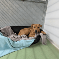 LUCCI, chien à adopter