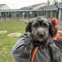 KENDJI, chien à adopter