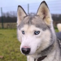 MYA, chienne à adopter