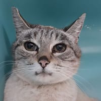 Siam, chat à adopter