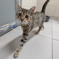 HERMES, chat à adopter