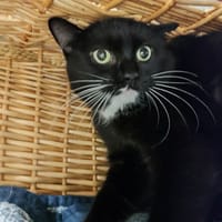 LOUNI QCT, chat à adopter