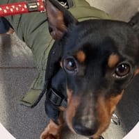 Kratos, chien à adopter