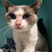 Berlioz (réservé), chat à adopter