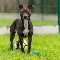 SAYA, chienne à adopter