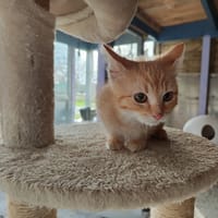 RAPIDO Réservé, chat à adopter